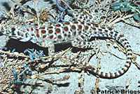 Blunt-nosed Leopard Lizard