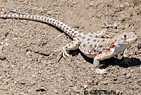 Blunt-nosed Leopard Lizard