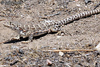 Blunt-nosed Leopard Lizard