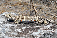 Blunt-nosed Leopard Lizard