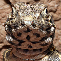 Blunt-nosed Leopard Lizard