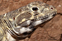 Blunt-nosed Leopard Lizard