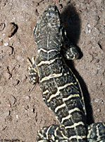 Blunt-nosed Leopard Lizard