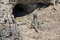 Blunt-nosed Leopard Lizard