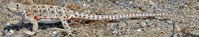 Blunt-nosed Leopard Lizard