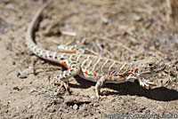 Blunt-nosed Leopard Lizard