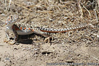 Blunt-nosed Leopard Lizard