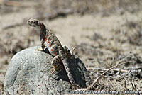 Blunt-nosed Leopard Lizard