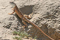 Blunt-nosed Leopard Lizard