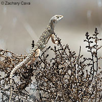 Blunt-nosed Leopard Lizard