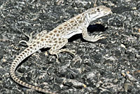 Long-nosed Leopard Lizard