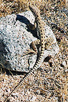 Long-nosed Leopard Lizard