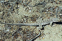 Long-nosed Leopard Lizard