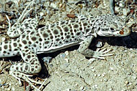 Long-nosed Leopard Lizard