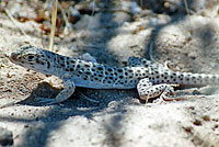 Long-nosed Leopard Lizard