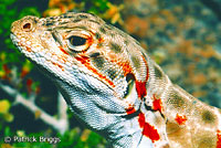 Long-nosed Leopard Lizard