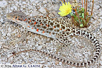 Long-nosed Leopard Lizard