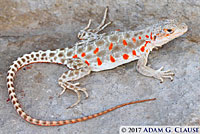 Long-nosed Leopard Lizard