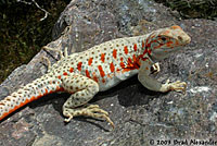 Long-nosed Leopard Lizard