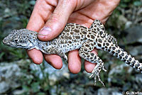 Long-nosed Leopard Lizard