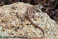 Long-nosed Leopard Lizard