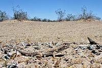 Long-nosed Leopard Lizard