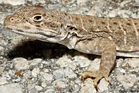 Long-nosed Leopard Lizard