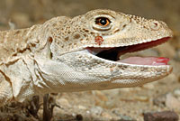 Long-nosed Leopard Lizard