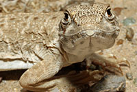 Long-nosed Leopard Lizard