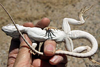 Long-nosed Leopard Lizard