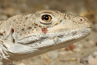 Long-nosed Leopard Lizard