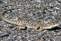 Long-nosed Leopard Lizard