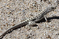 Long-nosed Leopard Lizard