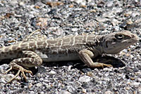 Long-nosed Leopard Lizard