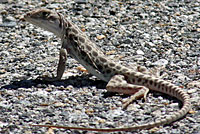 Long-nosed Leopard Lizard