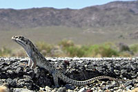 Long-nosed Leopard Lizard