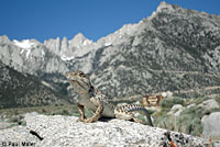 Long-nosed Leopard Lizard