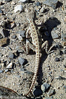 Long-nosed Leopard Lizard