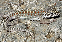 Long-nosed Leopard Lizard