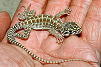 Long-nosed Leopard Lizard