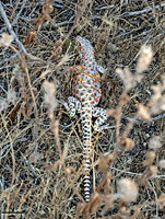 Long-nosed Leopard Lizard