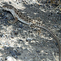 Long-nosed Leopard Lizard