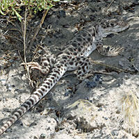 Long-nosed Leopard Lizard