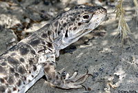 Long-nosed Leopard Lizard