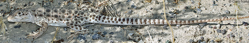 Long-nosed Leopard Lizard