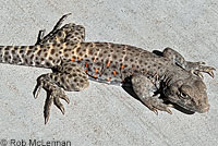 Long-nosed Leopard Lizard