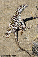 Long-nosed Leopard Lizard