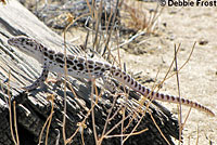 Long-nosed Leopard Lizard