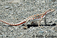 Long-nosed Leopard Lizard