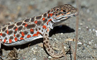 Long-nosed Leopard Lizard